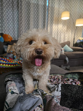 A photo of Flynn the dog